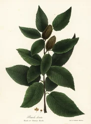Zucker-Birke oder Kirsch-Birke, Betula lenta