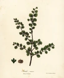 Zwergbirke, Betula nana