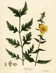 Falscher Fingerhut, Aureolaria flava (Gerardia flava)