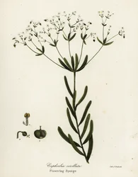 Blühende Wolfsmilch, Euphorbia corollata