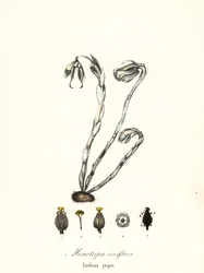 Geisterpflanze, Geisterpfeife, Indianerpfeife oder Leichenpflanze, Monotropa uniflora