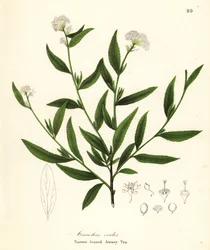 Jersey-Tee, Ceanothus herbaceus (Schmalblättriger Jersey-Tee, Ceanothus ovalis)