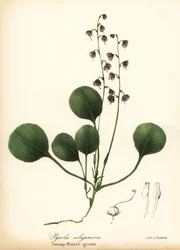 Rosa Wintergrün, Pyrola asarifolia