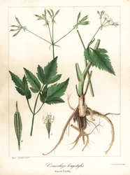 Langstielige Süßdolde, Osmorhiza longistylis