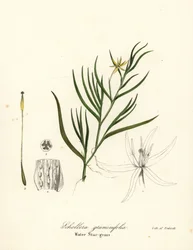 Schlammpontederie oder Wasserhyazinthe, Heteranthera dubia (Wassersterngras, Schollera graminifolia)