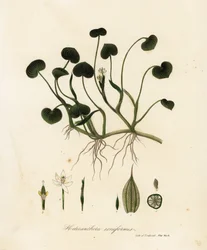 Schlamm-Plantain oder Wasserhyazinthe, Heteranthera reniformis