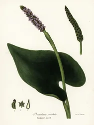 Hechtkraut, Pontederia cordata