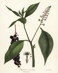 Kermesbeere, Phytolacca americana