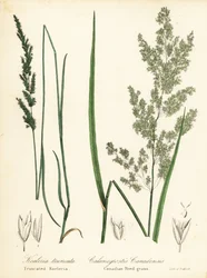 Prärie-Keilschuppe und Kanadisches Schilfrohrgras