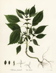 Reichskraut, Adenia pumila (Collinsonia canadensis?)