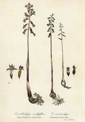 Gefleckte Korallenwurzel, Corallorhiza maculata, und Herbst-Korallenwurzel, Corallorhiza odontorhiza (Vielblütige Korallenwurzel, Corallorhiza multiflora, und Gezähnte Korallenwurzel)