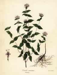 Steinminze, Frostminze, Diptam und Amerikanischer Diptam, Cunila origanoides (Cunila mariana)
