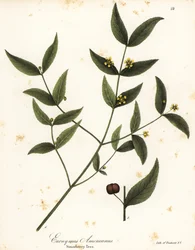 Erdbeerbaum, Euonymus americanus