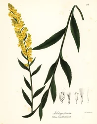 Wand-Goldrute, Weidenblatt-Goldrute oder Weidenblättrige Goldrute, Solidago stricta