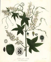 Wilde Gurke, Stachelige Gurke, Bur Gurke oder Wilde Balsamapfel, Echinocystis lobata