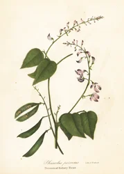 Wilde Nierenbohne, Phaseolus polystachios