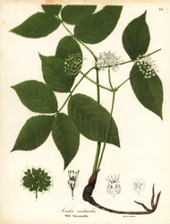 Wilde Sarsaparille, Aralia nudicaulis