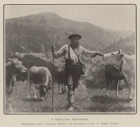 Ein Brescia-Hirte
