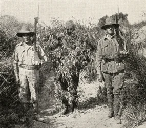Ein türkischer Scharfschütze, als Busch getarnt, in Gewahrsam nach der Gefangennahme durch ANZAC-Truppen, aus 