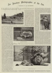 Ein Amateurfotograf im Zoo