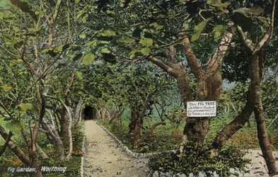 Alte Feigengärten in Tarring, Worthing, Sussex, die den ältesten Feigenbaum in England beanspruchen, gepflanzt von Thomas Becket (Foto)