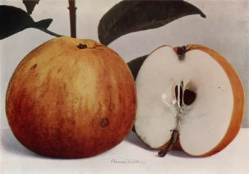 Apfel, James Grieve