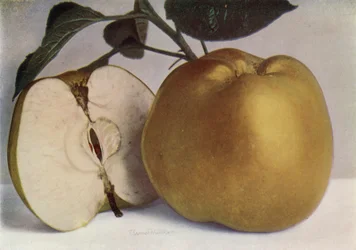 Apfel, Lord Derby