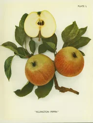 Äpfel Englands: Allington Pippin (Farbfoto)