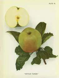 Äpfel von England: Arthur Turner