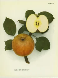 Äpfel Englands: Blenheim Orange