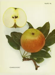 Äpfel von England: Charles-Ross