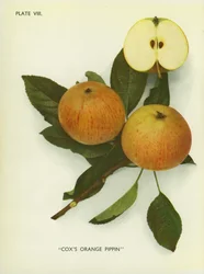 Äpfel von England: Cox