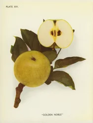 Äpfel von England: Golden Noble
