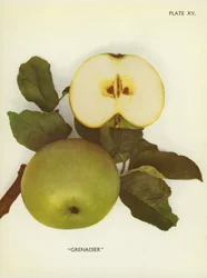 Äpfel von England: Grenadier
