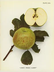 Äpfel von England: Lane