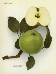 Äpfel von England: Lord Derby (Farbfoto)