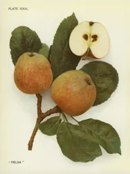 Äpfel von England: Melba