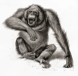 Ein Borneo-Orang-Utan, Pongo pygmaeus. Aus Meyers Lexikon, veröffentlicht 1924