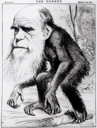 Ein ehrwürdiger Orang-Utan, aus 