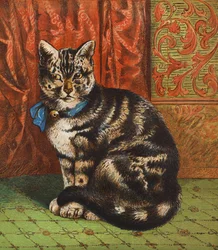 Eine modische Katze