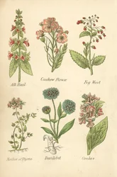 Allheil, Kuckucksblume, Feigenkraut, Mutterkraut, Teufelsbiss, Orchis