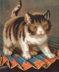 Eine ehrgeizige Katze