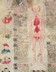 Anatomisches Diagramm, aus De arte phisicali e de cirugia von John Arderne, 1412