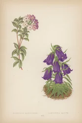 Androsace Lanuginosa; Campanula Alpina