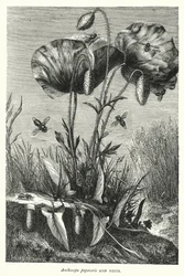 Anthocopa papaveris und Nester