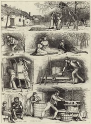 Apfelernte und Ciderherstellung in Devonshire