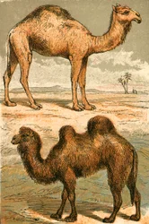 Arabisches Kamel und Baktrisches Kamel