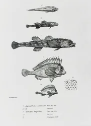 Aspidophorus Chiloensis und Agriopus Hispidus, Tafel 7 aus 