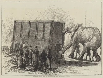 Versuch, Jumbo, den großen Elefanten, aus dem Zoologischen Garten zu entfernen (Lithographie)