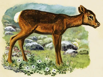 Rehkitz